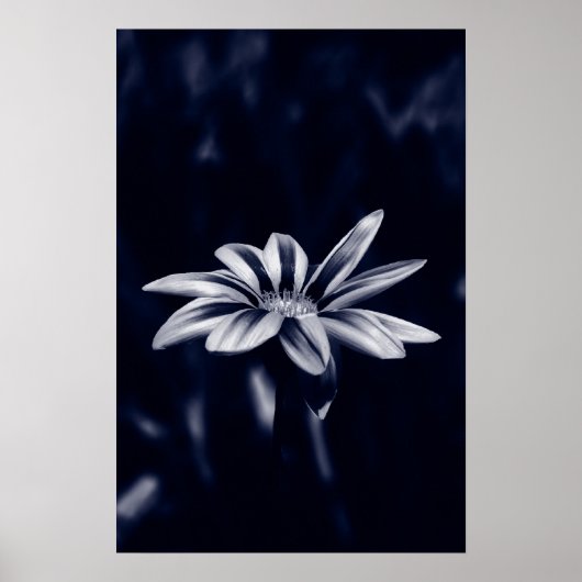 Gazania Poster (Vorne)