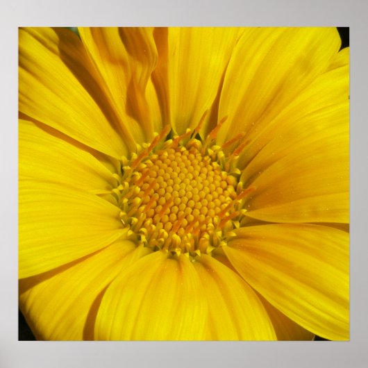 Gazania Poster (Vorne)