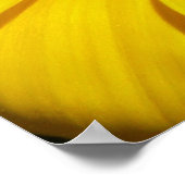 Gazania Poster (Ecke)