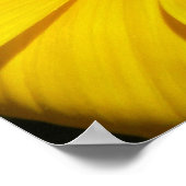 Gazania Poster (Ecke)