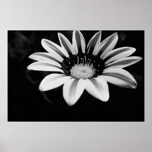 Gazania Poster (Vorne)