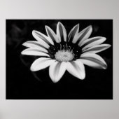 Gazania Poster (Vorne)