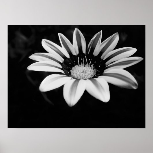 Gazania Poster (Vorne)