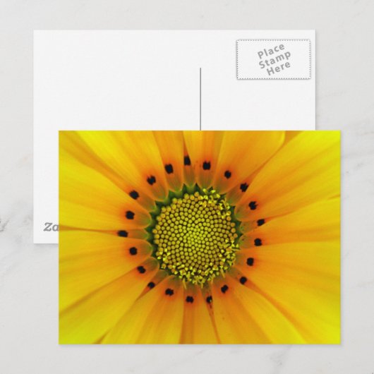 Gazania Postkarte (Vorne/Hinten)
