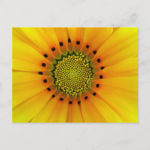 Gazania Postkarte
