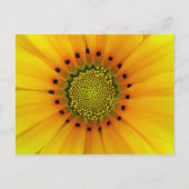 Gazania Postkarte (Vorderseite)
