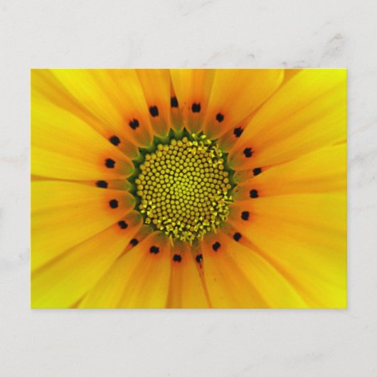 Gazania Postkarte (Vorderseite)