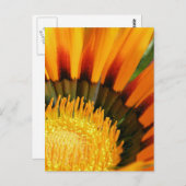 Gazania Postkarte (Vorne/Hinten)