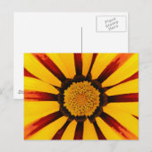 Gazania Postkarte (Vorne/Hinten)