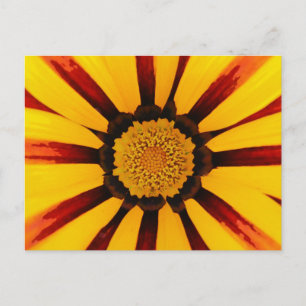 Gazania Postkarte