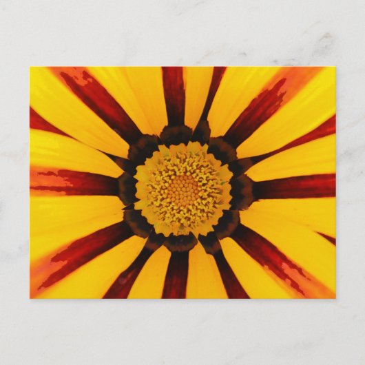 Gazania Postkarte (Vorderseite)