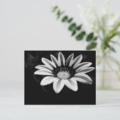 Gazania Postkarte (Stehend Vorderseite)