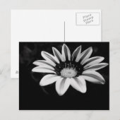 Gazania Postkarte (Vorne/Hinten)