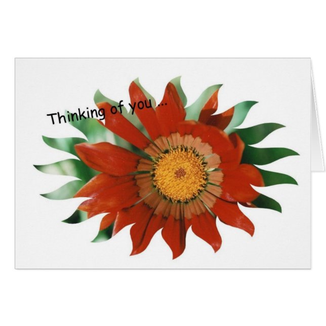 Gazania-Sonnendurchbruch (Vorderseite (Horizontal))