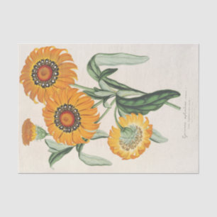 Gazania splendens (Hybride) von Charles Lemaire Seidenpapier