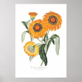 Gazania splendens poster (Vorne)