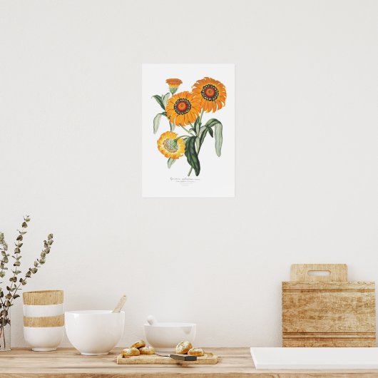 Gazania splendens poster (Küche)
