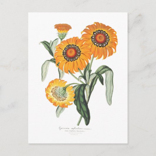Gazania splendens postkarte (Vorderseite)