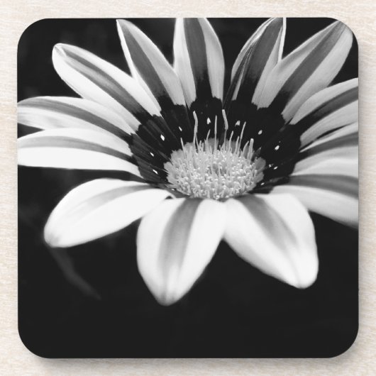 Gazania Untersetzer (Vorderseite)