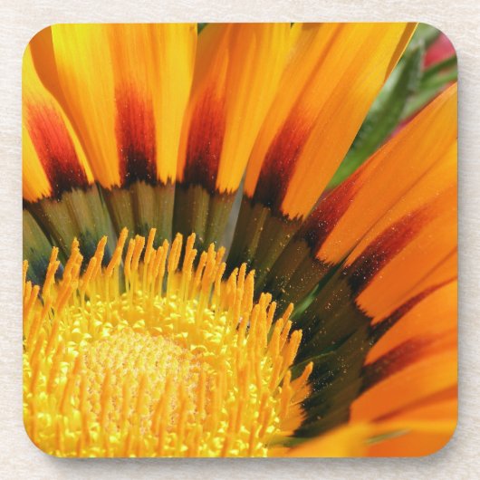 Gazania Untersetzer (Vorderseite)
