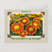 GAZANIAS Postkarte (Vorderseite)