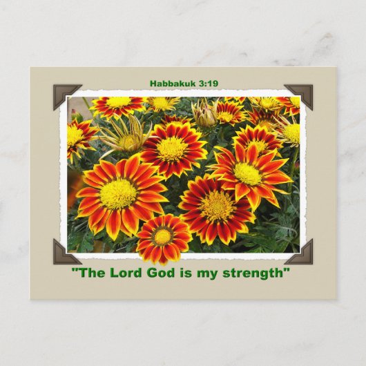 GAZANIAS Postkarte (Vorderseite)