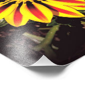 Gazanische Blume in voller Blüte Fotodruck (Ecke)