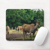 Gazelle瞪 羚 mousepad (Mit Mouse)