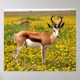 Gazelle auf der Wiese Poster
