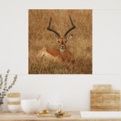 Gazelle Big Horn mit Poster (Küche)