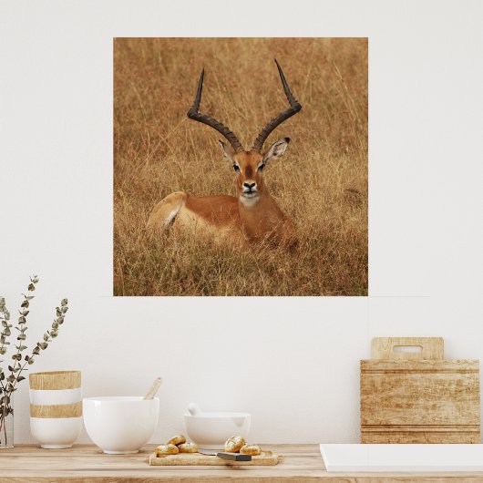Gazelle Big Horn mit Poster (Küche)