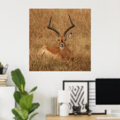 Gazelle Big Horn mit Poster (Heimbüro)