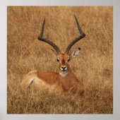 Gazelle Big Horn mit Poster (Vorne)