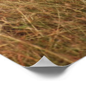 Gazelle Big Horn mit Poster (Ecke)