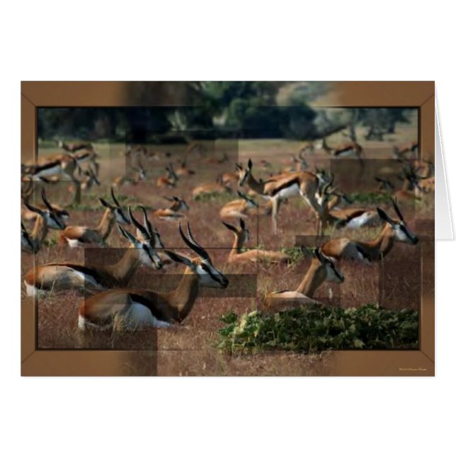 Gazelle Card (Vorderseite (Horizontal))