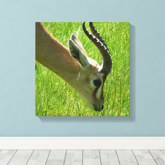 Gazelle Grazing Canvas Leinwanddruck (Insitu (Holzboden))