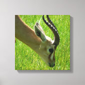 Gazelle Grazing Canvas Leinwanddruck (Vorderseite)