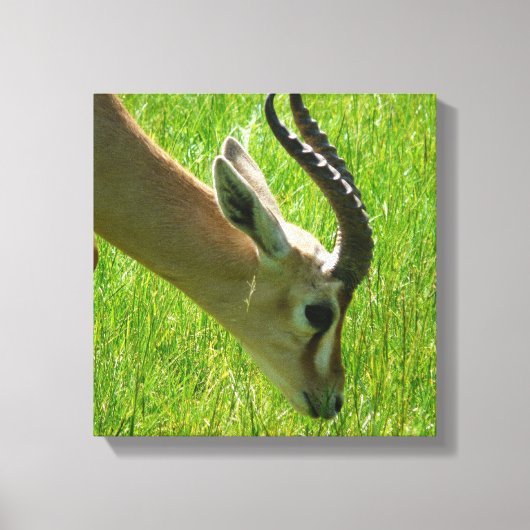 Gazelle Grazing Canvas Leinwanddruck (Vorderseite)