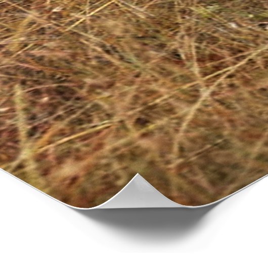 Gazelle Horn mit Poster (Ecke)