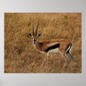 Gazelle Horn mit Poster (Vorne)