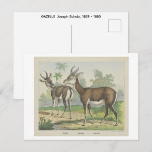 GAZELLE Joseph Scholz, 1829 - 1880 , Postkarte