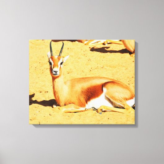 Gazelle Leinwanddruck (Vorderseite)