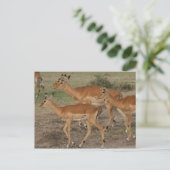 Gazelle Mara Postkarte (Stehend Vorderseite)