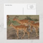 Gazelle Mara Postkarte (Vorne/Hinten)