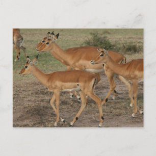 Gazelle Mara Postkarte