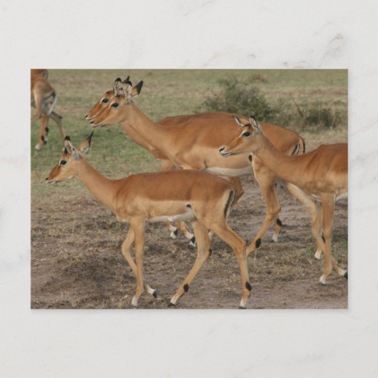 Gazelle Mara Postkarte (Vorderseite)