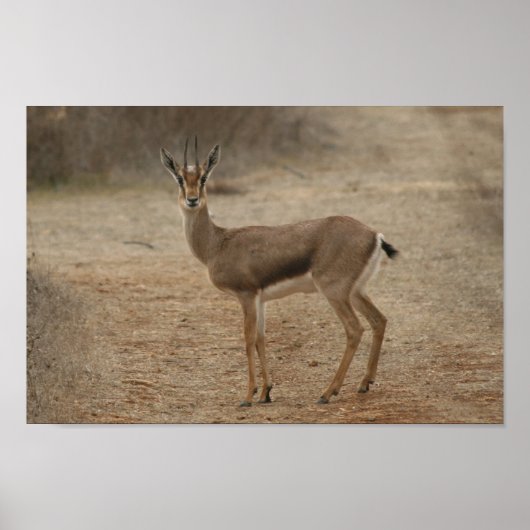 Gazelle Poster (Vorne)