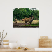 Gazelle Poster (Küche)