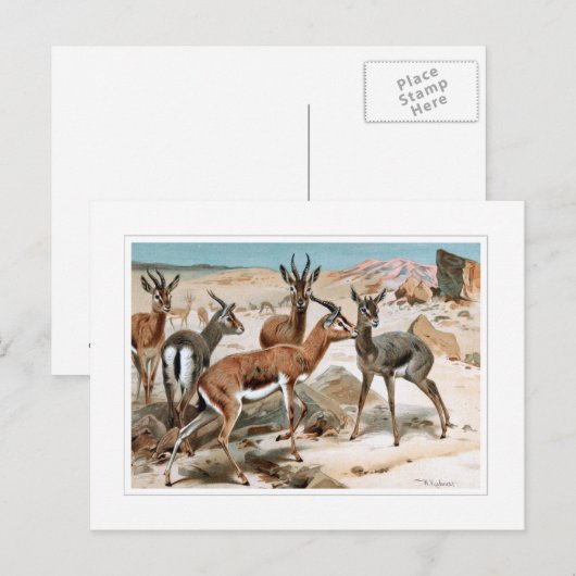 Gazelle Postkarte (Vorne/Hinten)