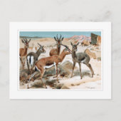 Gazelle Postkarte (Vorderseite)